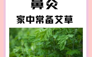 艾叶治疗鼻炎的有效方法与原理探究