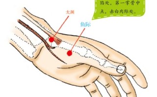 探索小鱼际的神秘世界：定义、功能与应用领域探讨