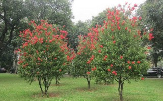 红千层花好养吗 红千层花冬天耐寒吗