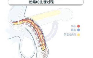 阳萎缩是什么意思 阳萎由什么引起的