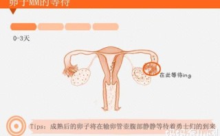 精卵结合到受孕会有什么反应吗 精子和卵子结合会痛吗