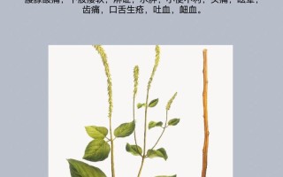 牛膝的药用功效与主治 燕窝的功效与作用及营养