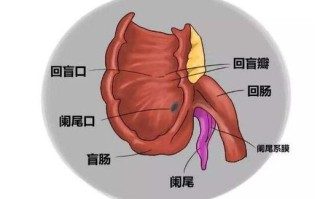 阑尾的位置及其相关知识解析