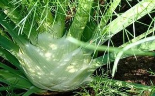 球茎茴香的种植与利用：一种独特的香料植物