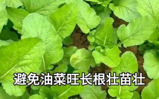 鸡毛菜是小白菜还是小油菜 油菜种植时间和方法