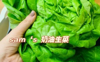 生菜怎么做好吃 奶油生菜怎么吃