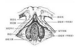 前庭大腺囊肿：了解、预防与治疗