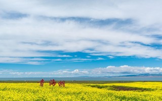 青岛和青海是一个档次吗 青海和青岛是一样的吗