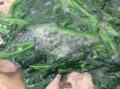 西红柿猪肝汤的做法 菠菜猪肝汤的做法