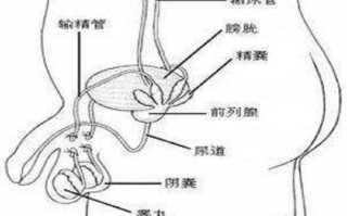 阴囊长了像痘痘一样的是什么东西 阴囊瘙痒越抓越痒用什么药膏