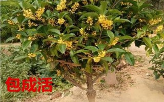 金桂树价格多少钱一棵 桂花树的价格多少钱一棵十年