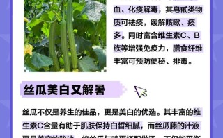 丝瓜：自然赋予的神奇功效与作用