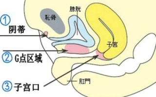 g在哪个位置示意图动画 怎么区分尿道和g点的区别