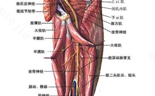 请问大腿根部疼是怎么回事 大腿根部内侧疼痛