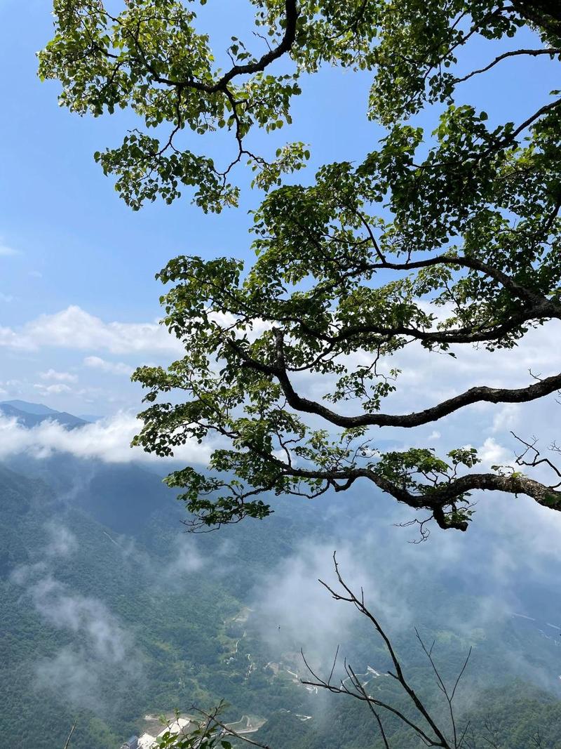 小客车限号天津最新消息 小轿车限号查询-第1张图片-其人生活百科