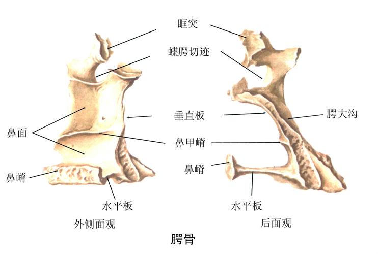 骨头内腔什么意思 腔骨的做法-第1张图片-其人生活百科