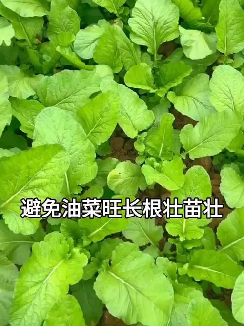 鸡毛菜是小白菜还是小油菜 油菜种植时间和方法-第1张图片-其人生活百科