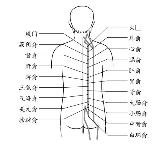 膀胱经的位置及功能解析-第1张图片-其人生活百科