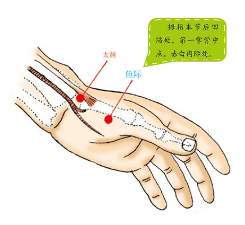 探索小鱼际的神秘世界：定义、功能与应用领域探讨-第1张图片-其人生活百科