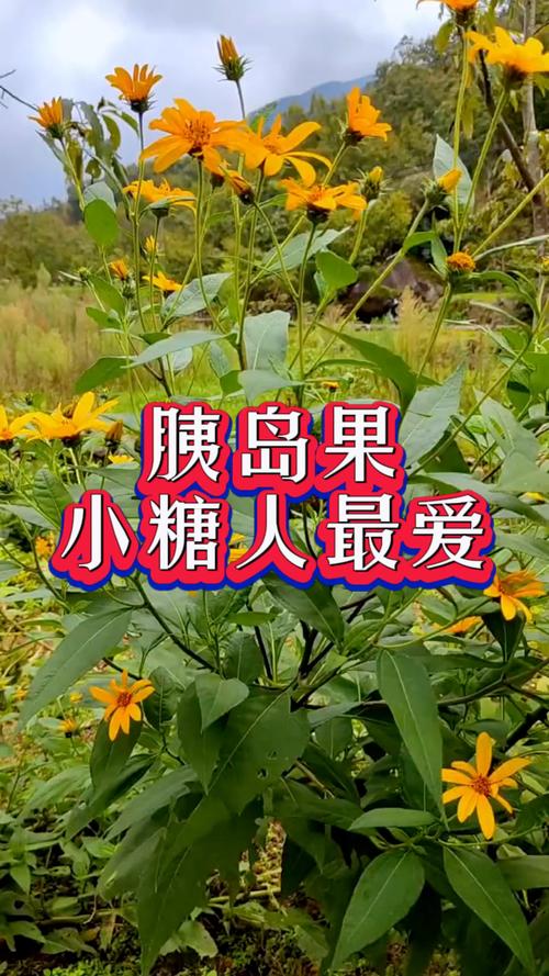 胰岛果：揭秘神秘的天然保健奇果-第1张图片-其人生活百科