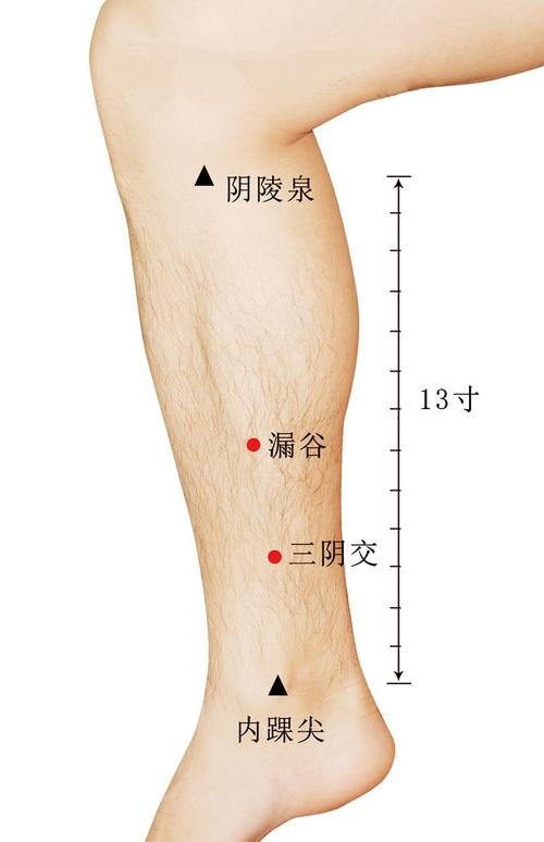 探寻三阴交：人体重要穴位的位置与功效-第2张图片-其人生活百科