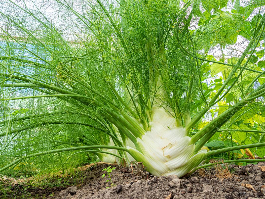 球茎茴香的种植与利用：一种独特的香料植物-第2张图片-其人生活百科