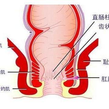 肛门坠胀的症状及可能原因解析-第1张图片-其人生活百科