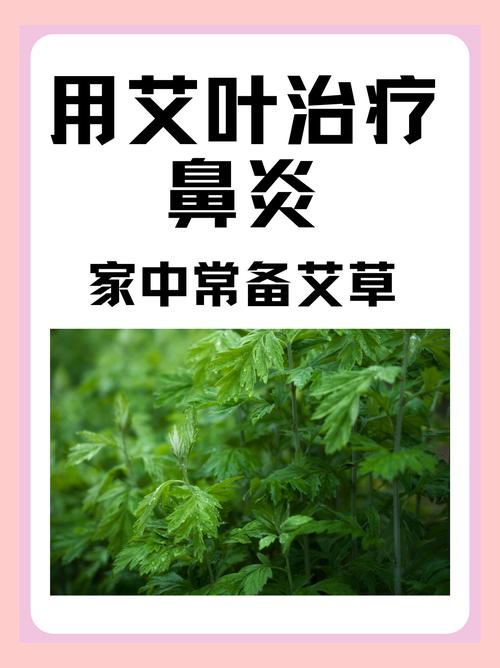 艾叶治疗鼻炎的有效方法与原理探究-第1张图片-其人生活百科