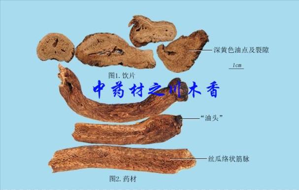 木香的作用与功效：深入了解木香的药用价值-第2张图片-其人生活百科