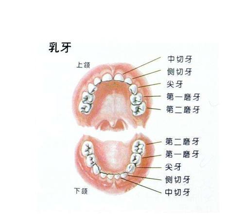 乳牙有哪几个是不换的 乳牙有几个-第1张图片-其人生活百科