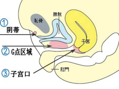 g在哪个位置示意图动画 怎么区分尿道和g点的区别-第1张图片-其人生活百科