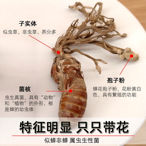 蝉花虫草粉的功效与作用 金蝉花的作用和吃法-第1张图片-其人生活百科