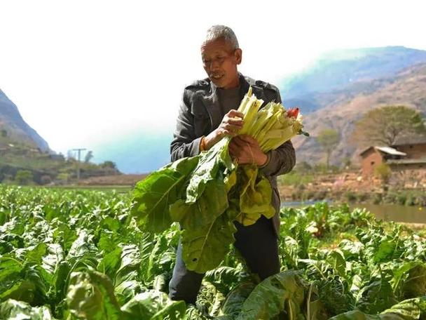 白梗厚皮菜 厚皮菜种植时间和方法-第1张图片-其人生活百科