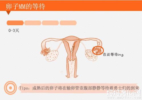 精卵结合到受孕会有什么反应吗 精子和卵子结合会痛吗-第1张图片-其人生活百科