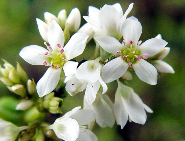 芽菜的功效与作用 芽菜是梅干菜吗-第1张图片-其人生活百科