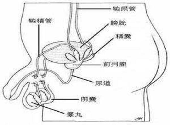 阴囊长了像痘痘一样的是什么东西 阴囊瘙痒越抓越痒用什么药膏-第1张图片-其人生活百科