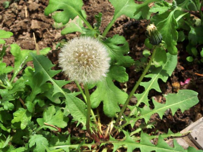 野生荠菜长什么样子图片 野生荠菜与大棚荠菜-第2张图片-其人生活百科