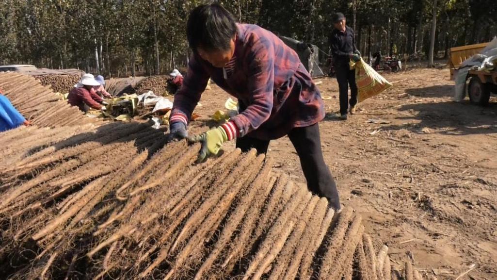 麻山药的营养价值 麻山药的毒性有多大-第1张图片-其人生活百科