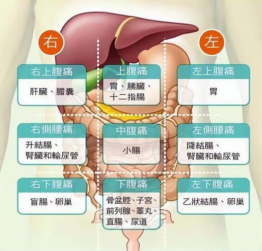 男性左小腹下部隐隐作痛 男人左下腹隐痛位置图-第2张图片-其人生活百科