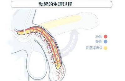 阳萎缩是什么意思 阳萎由什么引起的-第1张图片-其人生活百科