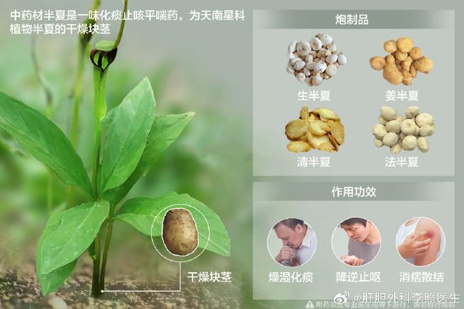 莓茶的作用和功效 石斛的作用与功能主治-第2张图片-其人生活百科