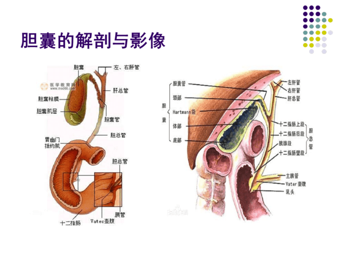 胆囊壁欠光滑说明什么 胆囊壁欠光滑能自愈吗-第2张图片-其人生活百科