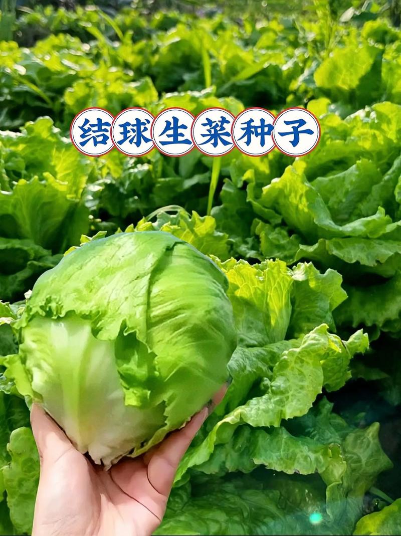 蒜蓉圆生菜的做法 球生菜的食用禁忌-第2张图片-其人生活百科