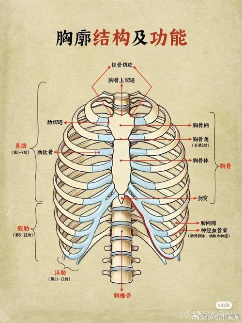 怎么区分剑突和肿瘤 剑突长的人 不是一般人-第1张图片-其人生活百科