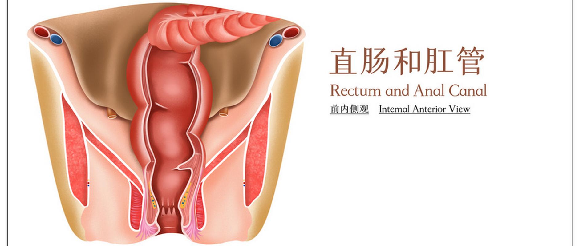 脱肛是什么样子 脱肛怎么治疗女性-第1张图片-其人生活百科